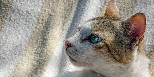 Virus Kucing Feline Leukemia