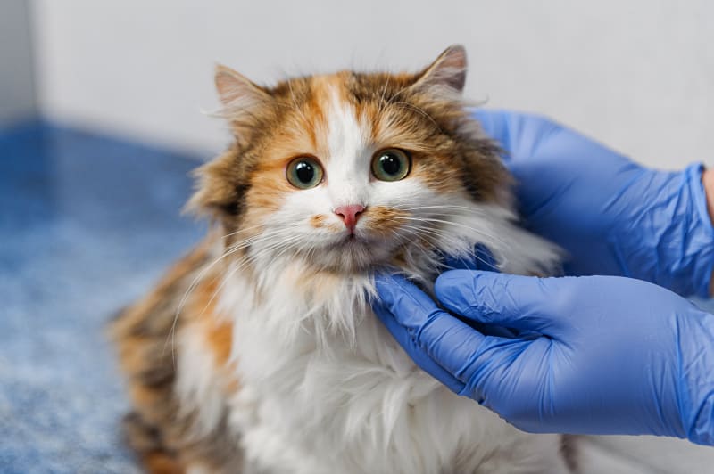 Virus Kucing Feline Rabies