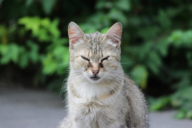 Virus Kucing Feline Viral Rhinotracheitis
