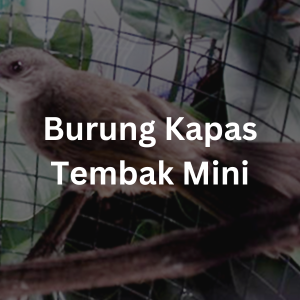 Burung Kapas Tembak Mini