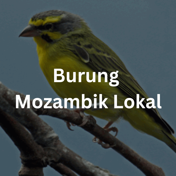 Burung Mozambik Lokal