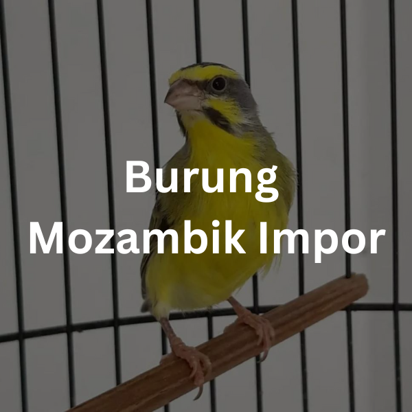 Burung Mozambik Impor