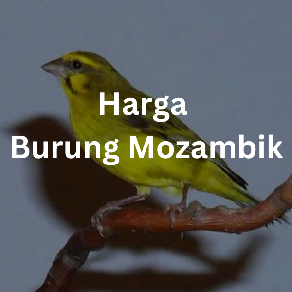 Harga Burung Mozambik