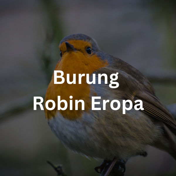 Burung Robin Eropa