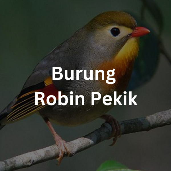 Burung Robin Pekik