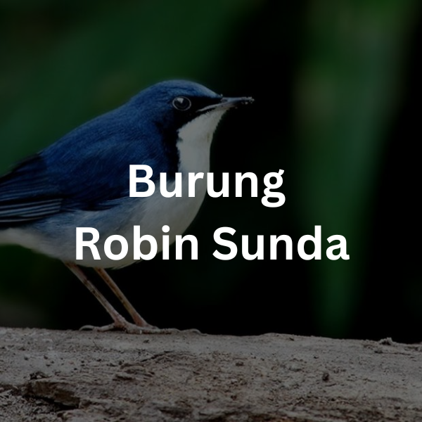 Burung Robin Sunda