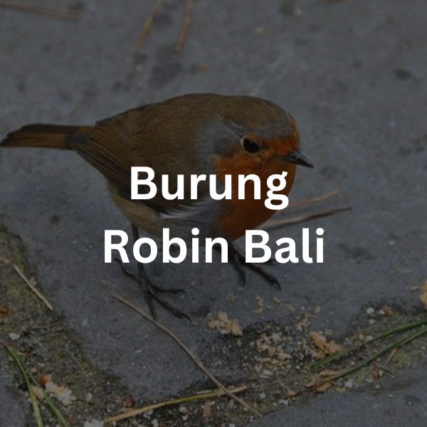Burung Robin Bali