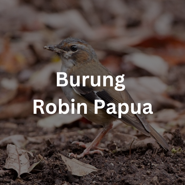 Burung Robin Papua