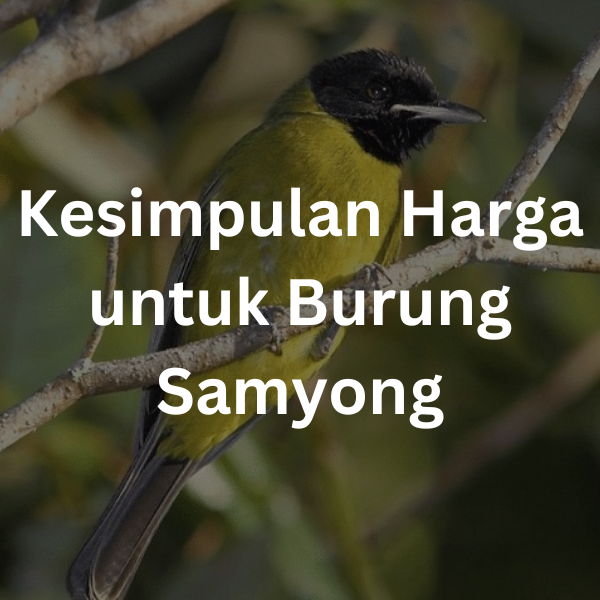 Kesimpulan Harga untuk Burung Samyong