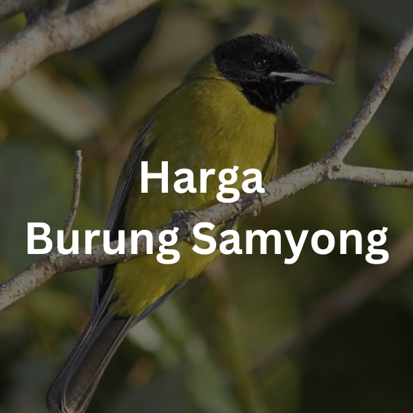 Harga Burung Samyong