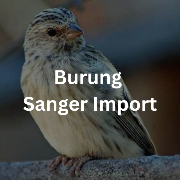 Burung Sanger Import