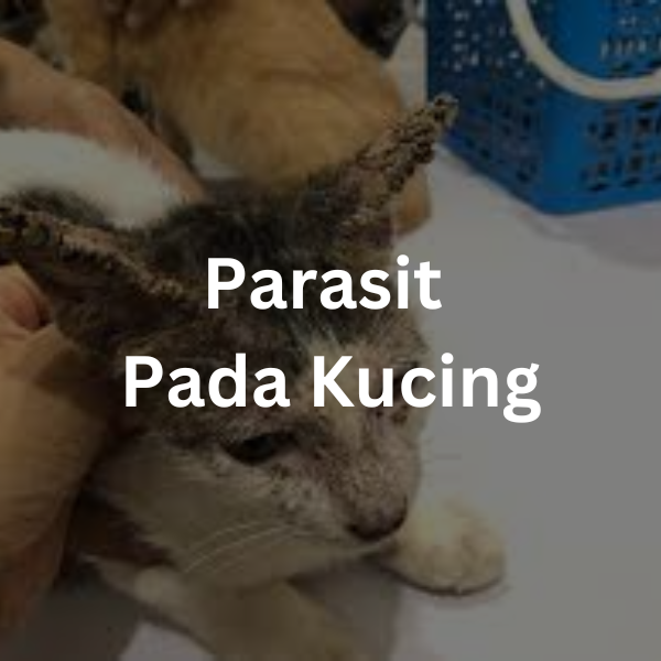 parasit pada kucing