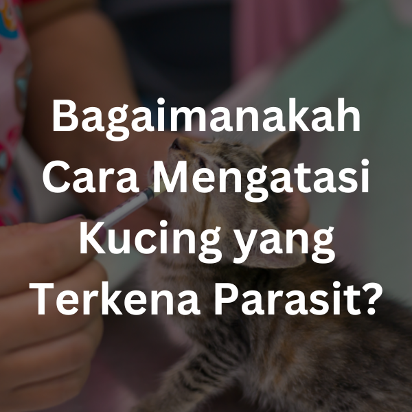 Bagaimanakah Cara Mengatasi Kucing yang Terkena Parasit?