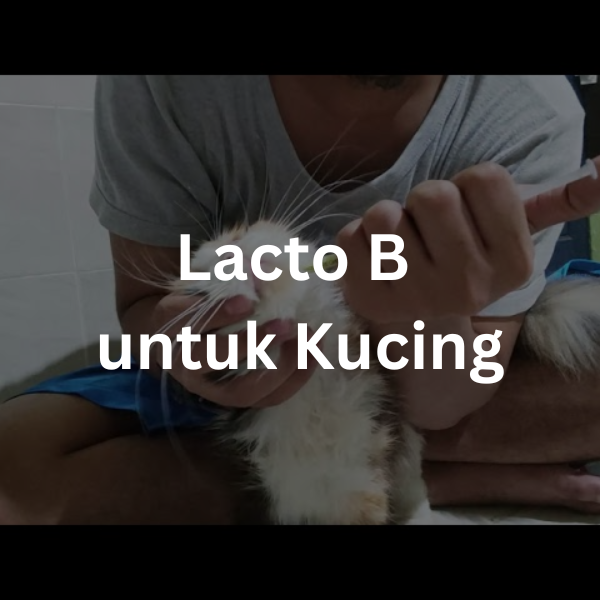 Lacto B untuk Kucing