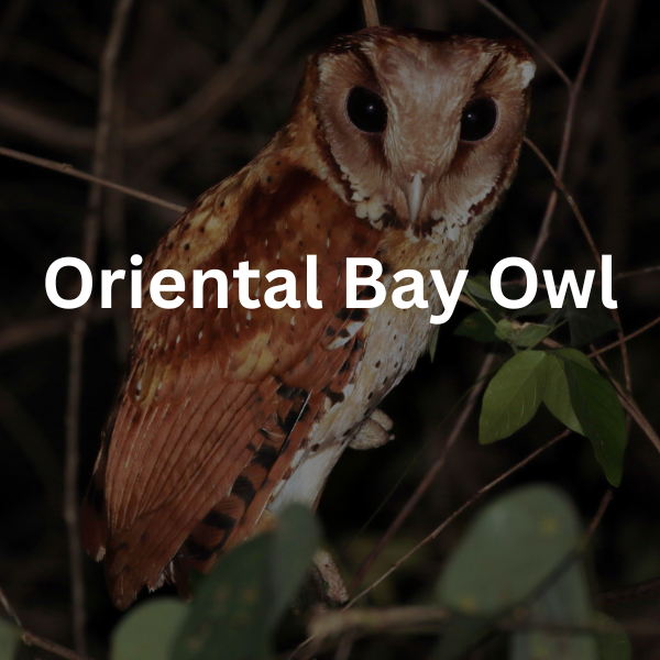 Pakan Burung Hantu Jenis Oriental Bay Owl