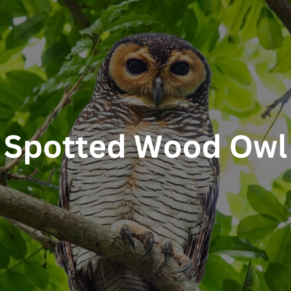 Pakan Burung Hantu Spotted Wood Owl dan Burung Hantu Salju