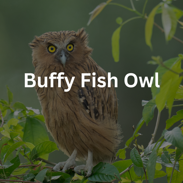 Pakan Burung Hantu Jenis Buffy Fish Owl