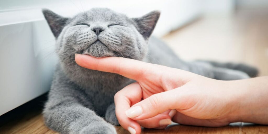 Manfaat Memelihara Kucing Untuk Membantu Meningkatkan Imun Terhadap Alergi