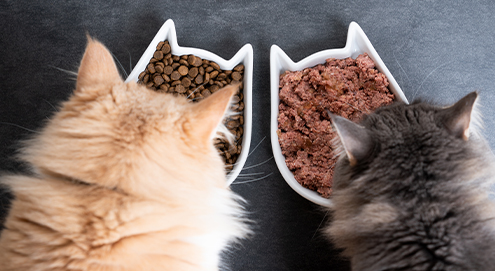 Penambah Nafsu Makan Kucing yaitu makanan favorit kucing