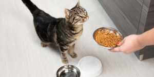 5 Cara Memberi Makan Kucing yang Benar