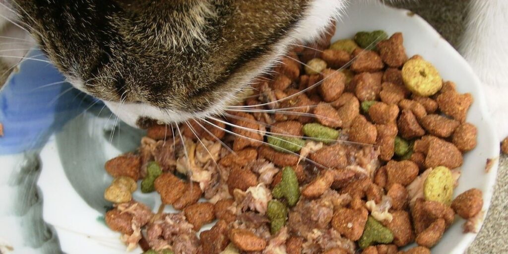 Cara Memberi Makan Kucing ialan Dengan Beri Makanan yang Bernutrisi