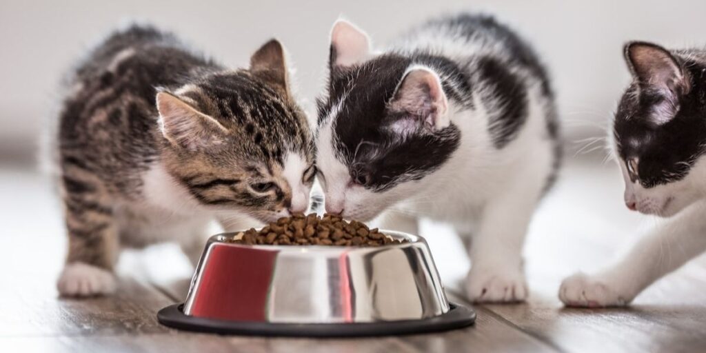 cara memberi makan kucing itu Cara Memberikan Makan Kucing itu Dengan Campurkan Makanan Kering dan Basah