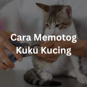 Cara Memotong Kuku Kucing