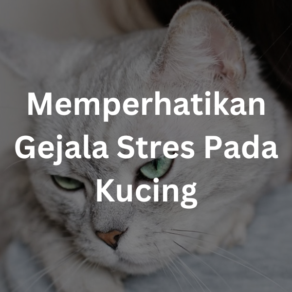Memperhatikan Gejala Stres Pada Kucing | cara merawat kucing kampung (10)