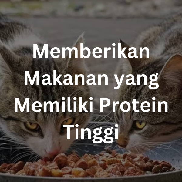 Memberikan Makanan yang Memiliki Protein Tinggi | cara merawat kucing kampung (12)