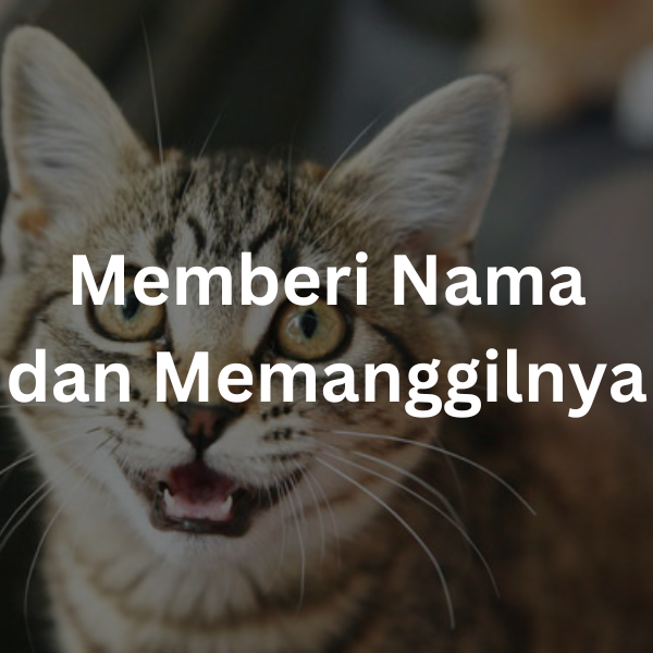 Memberi Nama dan Memanggilnya | cara merawat kucing kampung