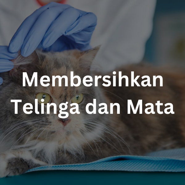 Membersihkan Telinga dan Mata | cara merawat kucing kampung