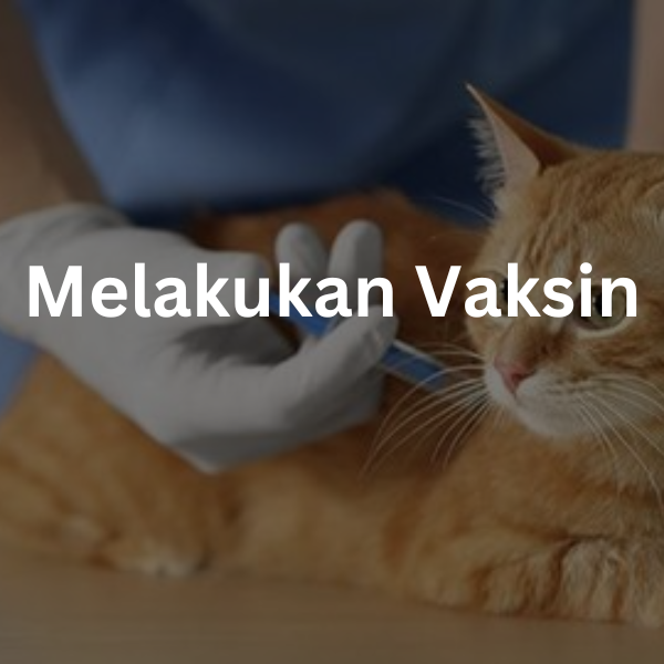 Melakukan Vaksin | cara merawat kucing kampung (7)