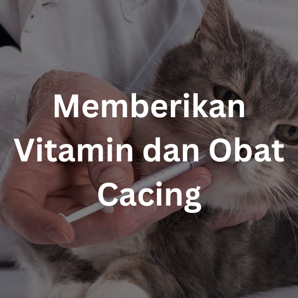 Memberikan Vitamin dan Obat Cacing | cara merawat kucing kampung (8)