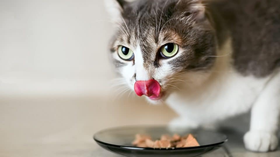 Makanan penambah nafsu makan kucing adalah makanan basah