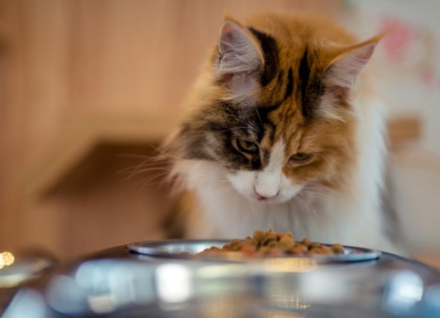 Makanan penambah nafsu makan kucing adalah makanan yang memiliki aroma kuat