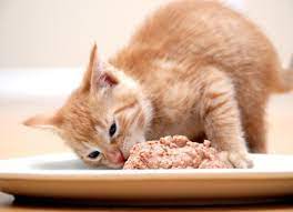 Penambah nafsu makan kucing adalah makanan berprotein
