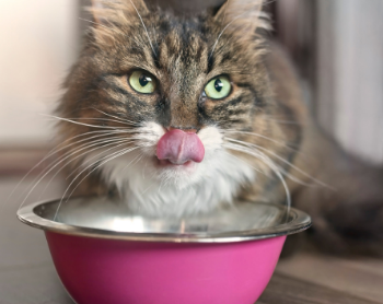 penambah nafsu makan kucing