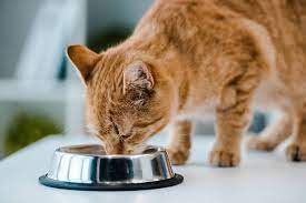 penambah nafsu makan kucing yaitu makanan hangat