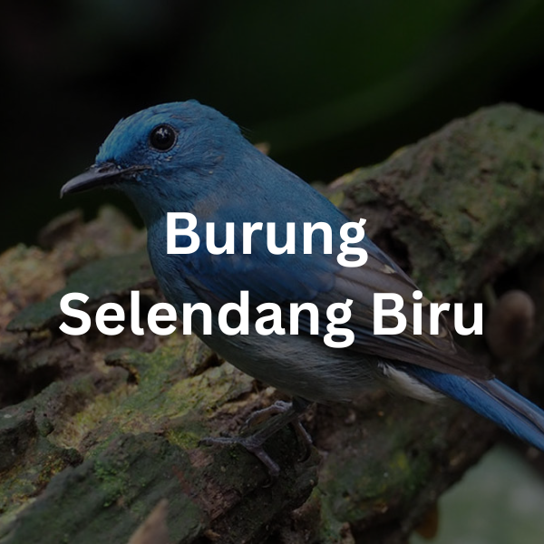 Tentang Burung Selendang Biru 