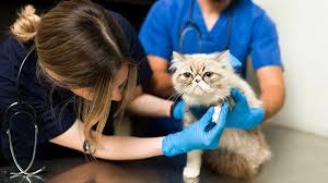 memerika ke dokter untuk mengatasi menambah nafsu makan kucing