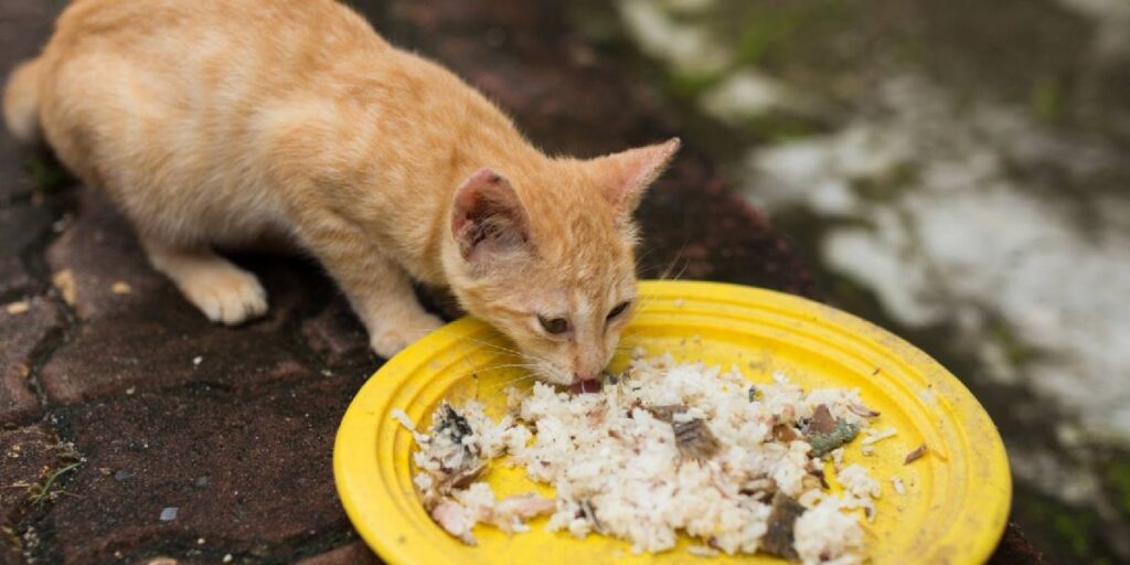 Lebih Baik Memberi Nasi pada Kucing atau Tidak?