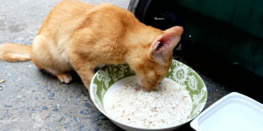 Saat Nasi Berbahaya untuk Kucing