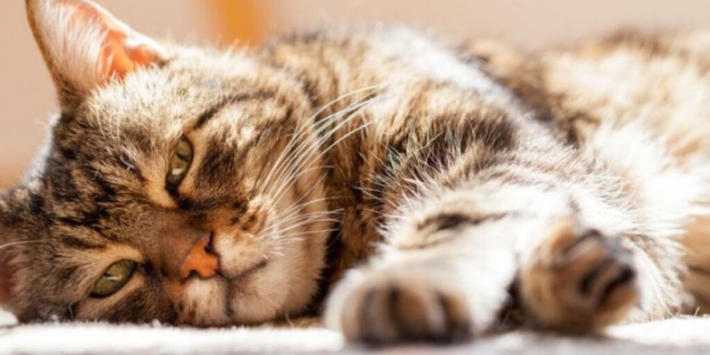 Hal yang Perlu Diperhatikan saat Mengatasi Kucing Susah Tidur