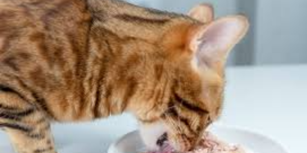 Kekurangan Makanan Basah untuk Kucing