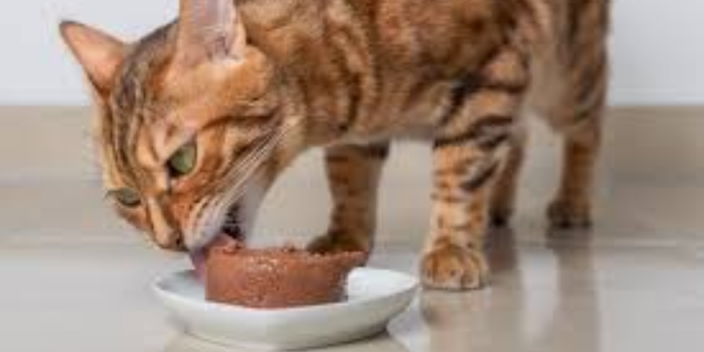 Kelebihan Makanan Basah untuk Kucing