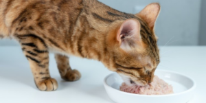Makanan Kucing Basah