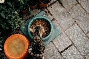 Penambah Nafsu Makan Kucing