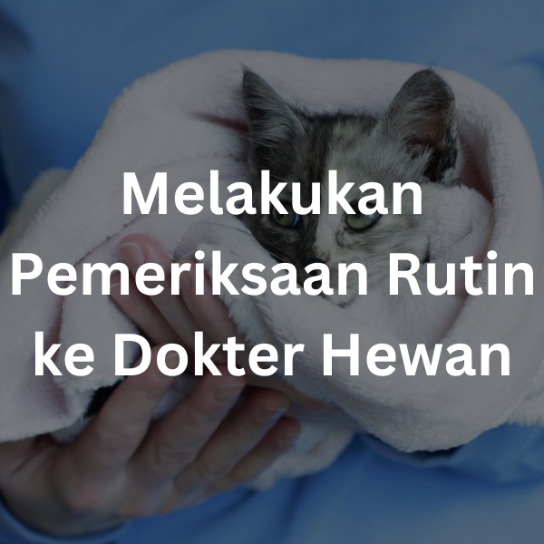 Melakukan Pemeriksaan Rutin ke Dokter Hewan | Cara Merawat Kucing Umur 1 Bulan Tanpa Induk