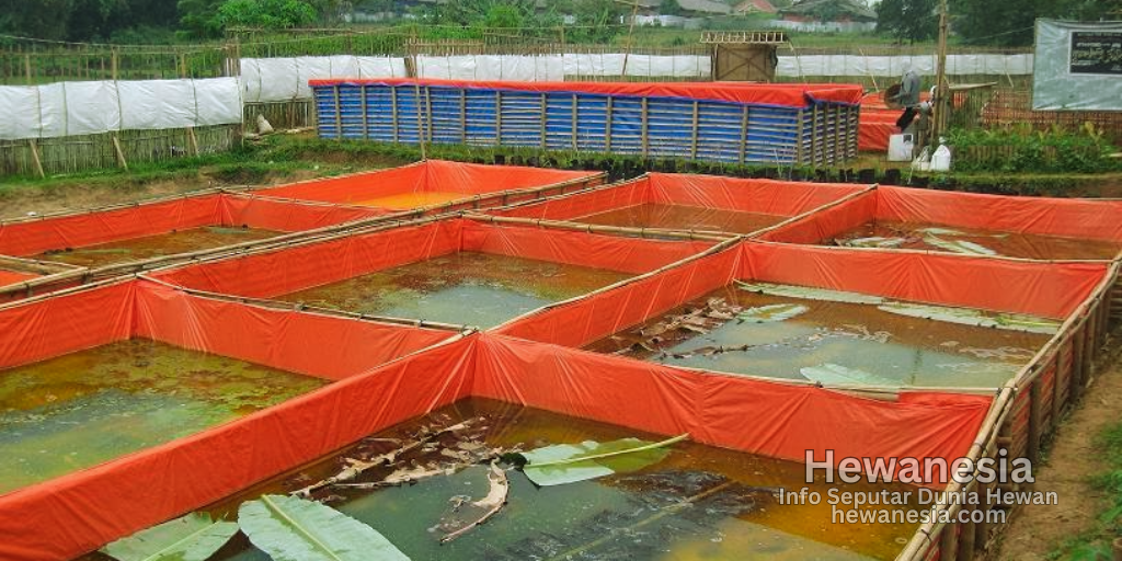 Kelebihan dan Kekurangan Budidaya Ikan Gurame di Kolam Terpal