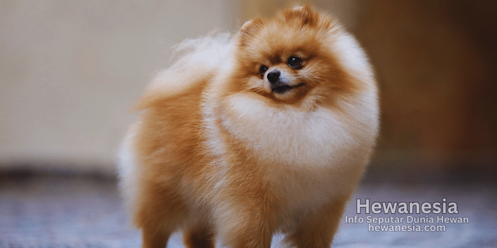 Cara Merawat Anjing Mini Pom untuk Pemula